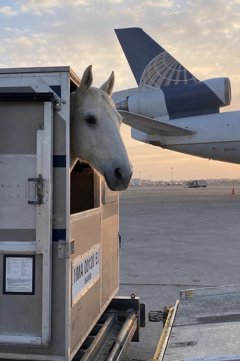 Horse · Ramp · 747 Freighter